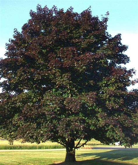 crimson king norway maple tree